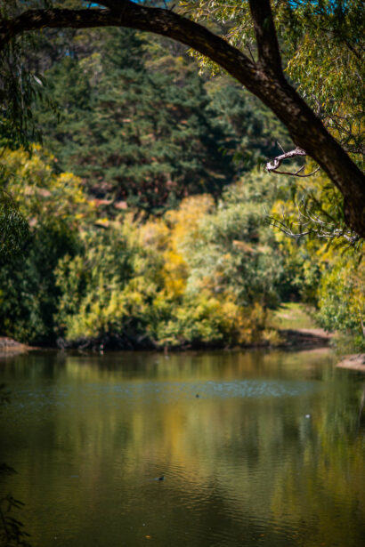 naina redhu, naina.co, Adelaide photographer, south Australia, mount lofty botanic garden, botanical gardens, landscape photographer, photographer, writer, experience collector, blogger, nature photographer, professional photographer, Australian, trees, lawn, lake, herbarium