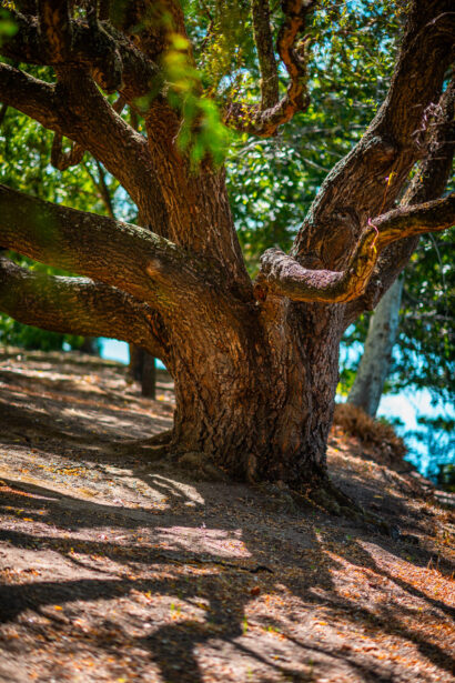 naina redhu, naina.co, Adelaide photographer, south Australia, mount lofty botanic garden, botanical gardens, landscape photographer, photographer, writer, experience collector, blogger, nature photographer, professional photographer, Australian, trees, lawn, lake, herbarium
