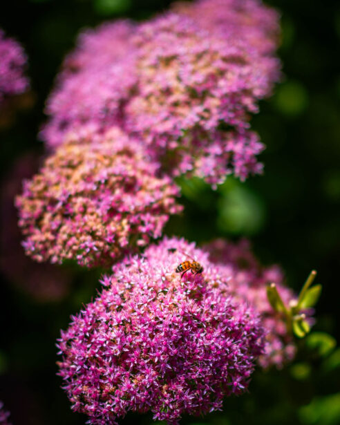 naina redhu, naina.co, Adelaide photographer, south Australia, mount lofty botanic garden, botanical gardens, landscape photographer, photographer, writer, experience collector, blogger, nature photographer, professional photographer, Australian, trees, lawn, lake, herbarium