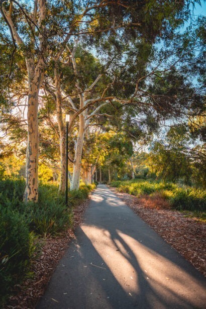naina redhu, naina.co, Adelaide photographer, south Australia, felixstow reserve, landscape photographer, photographer, writer, experience collector, blogger, nature photographer, professional photographer, Australian, trees, lawn, lake, herbarium, Klemzig, Norwood payneham