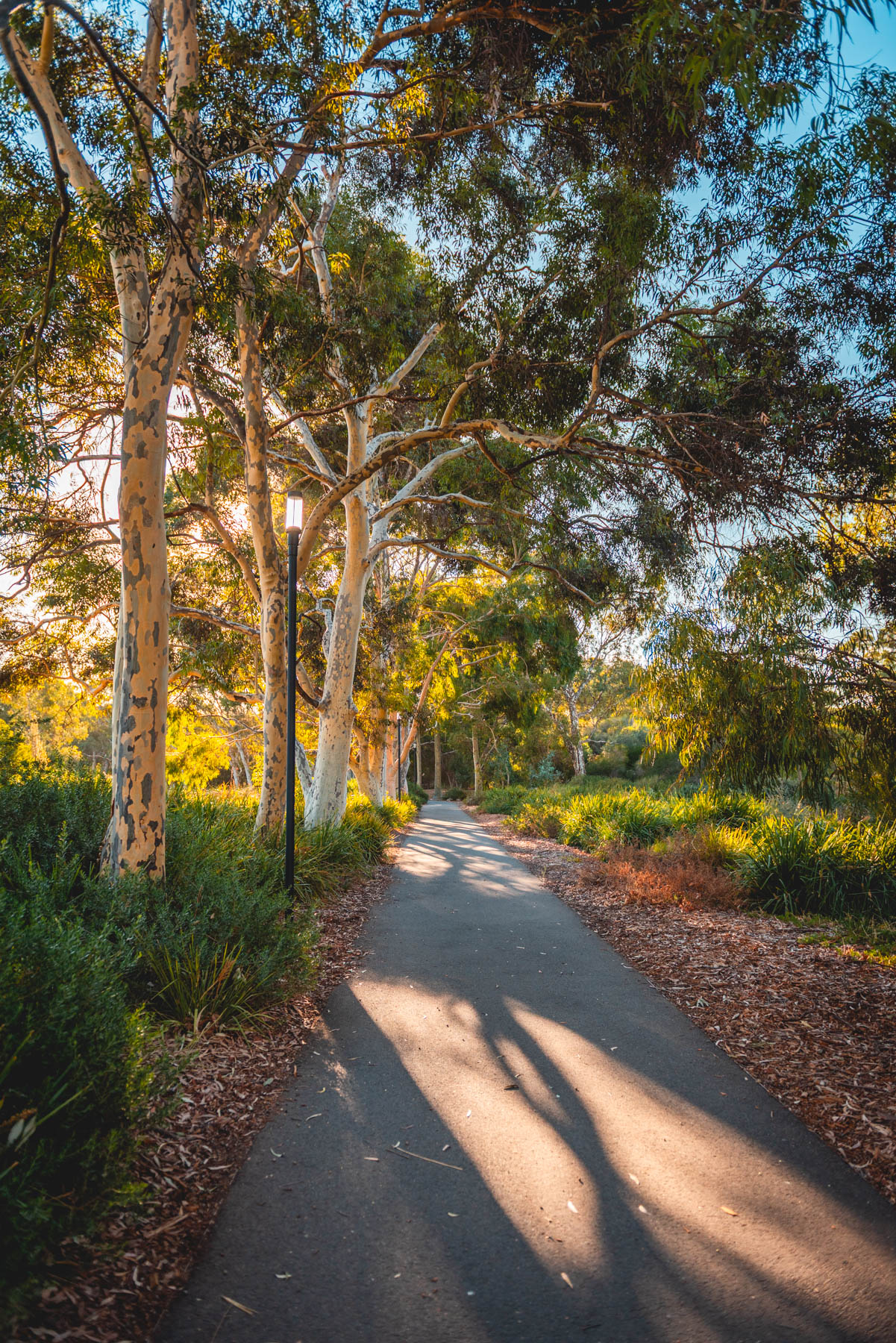 naina redhu, naina.co, Adelaide photographer, south Australia, felixstow reserve, landscape photographer, photographer, writer, experience collector, blogger, nature photographer, professional photographer, Australian, trees, lawn, lake, herbarium, Klemzig, Norwood payneham
