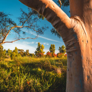naina redhu, naina.co, Adelaide photographer, south Australia, felixstow reserve, landscape photographer, photographer, writer, experience collector, blogger, nature photographer, professional photographer, Australian, trees, lawn, lake, herbarium, Klemzig, Norwood payneham