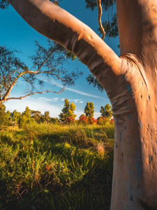 naina redhu, naina.co, Adelaide photographer, south Australia, felixstow reserve, landscape photographer, photographer, writer, experience collector, blogger, nature photographer, professional photographer, Australian, trees, lawn, lake, herbarium, Klemzig, Norwood payneham