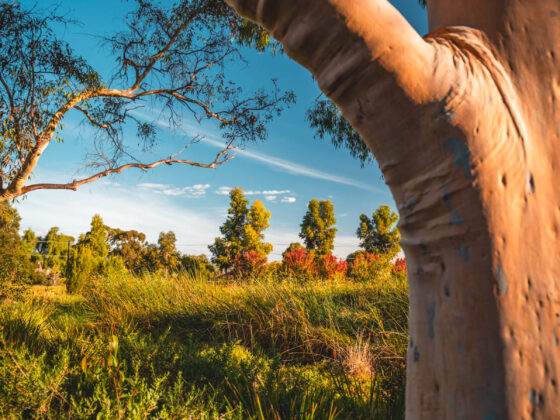 naina redhu, naina.co, Adelaide photographer, south Australia, felixstow reserve, landscape photographer, photographer, writer, experience collector, blogger, nature photographer, professional photographer, Australian, trees, lawn, lake, herbarium, Klemzig, Norwood payneham