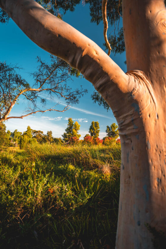 naina redhu, naina.co, Adelaide photographer, south Australia, felixstow reserve, landscape photographer, photographer, writer, experience collector, blogger, nature photographer, professional photographer, Australian, trees, lawn, lake, herbarium, Klemzig, Norwood payneham