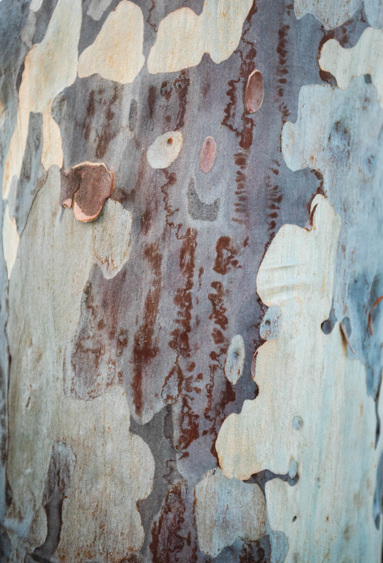 naina redhu, naina.co, Adelaide photographer, south Australia, felixstow reserve, landscape photographer, photographer, writer, experience collector, blogger, nature photographer, professional photographer, Australian, trees, lawn, lake, herbarium, Klemzig, Norwood payneham
