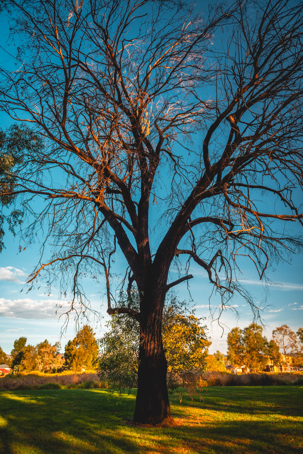 naina redhu, naina.co, Adelaide photographer, south Australia, felixstow reserve, landscape photographer, photographer, writer, experience collector, blogger, nature photographer, professional photographer, Australian, trees, lawn, lake, herbarium, Klemzig, Norwood payneham