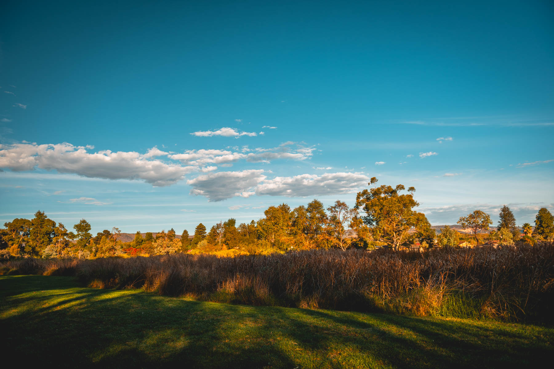 naina redhu, naina.co, Adelaide photographer, south Australia, felixstow reserve, landscape photographer, photographer, writer, experience collector, blogger, nature photographer, professional photographer, Australian, trees, lawn, lake, herbarium, Klemzig, Norwood payneham