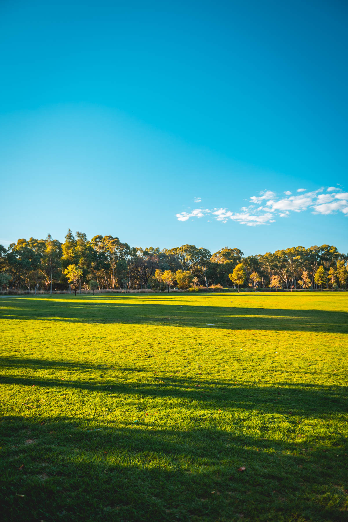 naina redhu, naina.co, Adelaide photographer, south Australia, felixstow reserve, landscape photographer, photographer, writer, experience collector, blogger, nature photographer, professional photographer, Australian, trees, lawn, lake, herbarium, Klemzig, Norwood payneham