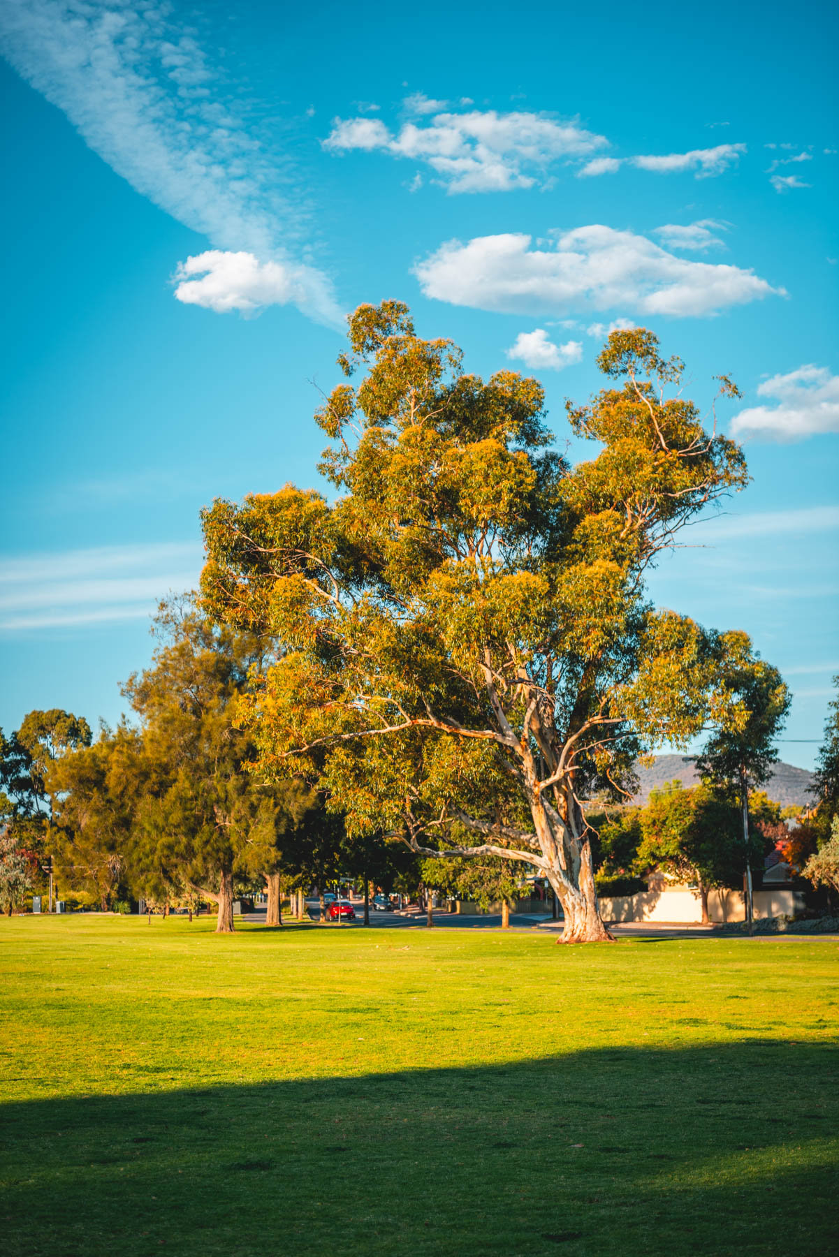 naina redhu, naina.co, Adelaide photographer, south Australia, felixstow reserve, landscape photographer, photographer, writer, experience collector, blogger, nature photographer, professional photographer, Australian, trees, lawn, lake, herbarium, Klemzig, Norwood payneham