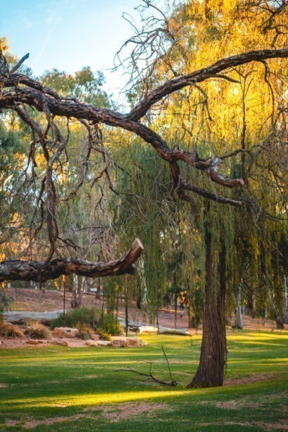 naina redhu, naina.co, Adelaide photographer, south Australia, felixstow reserve, landscape photographer, photographer, writer, experience collector, blogger, nature photographer, professional photographer, Australian, trees, lawn, lake, herbarium, Klemzig, Norwood payneham