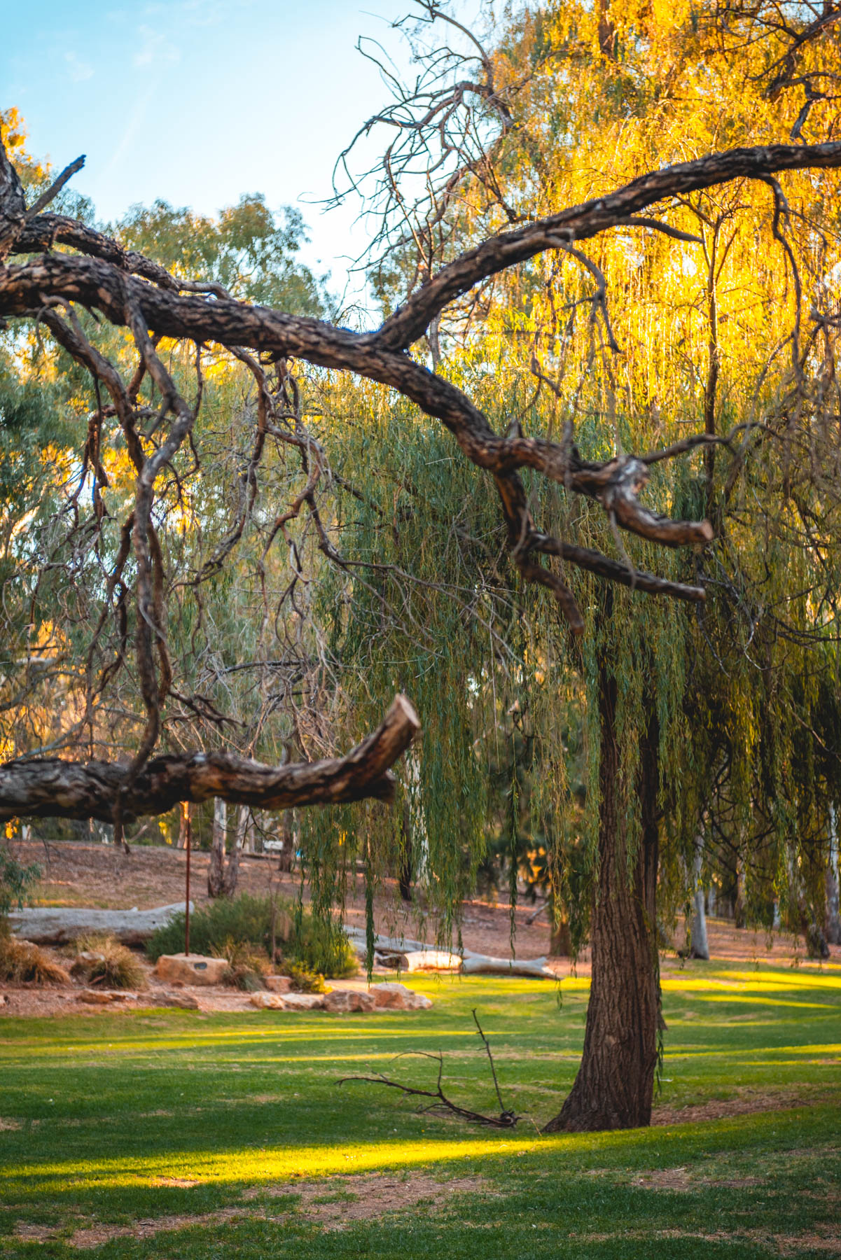 naina redhu, naina.co, Adelaide photographer, south Australia, felixstow reserve, landscape photographer, photographer, writer, experience collector, blogger, nature photographer, professional photographer, Australian, trees, lawn, lake, herbarium, Klemzig, Norwood payneham