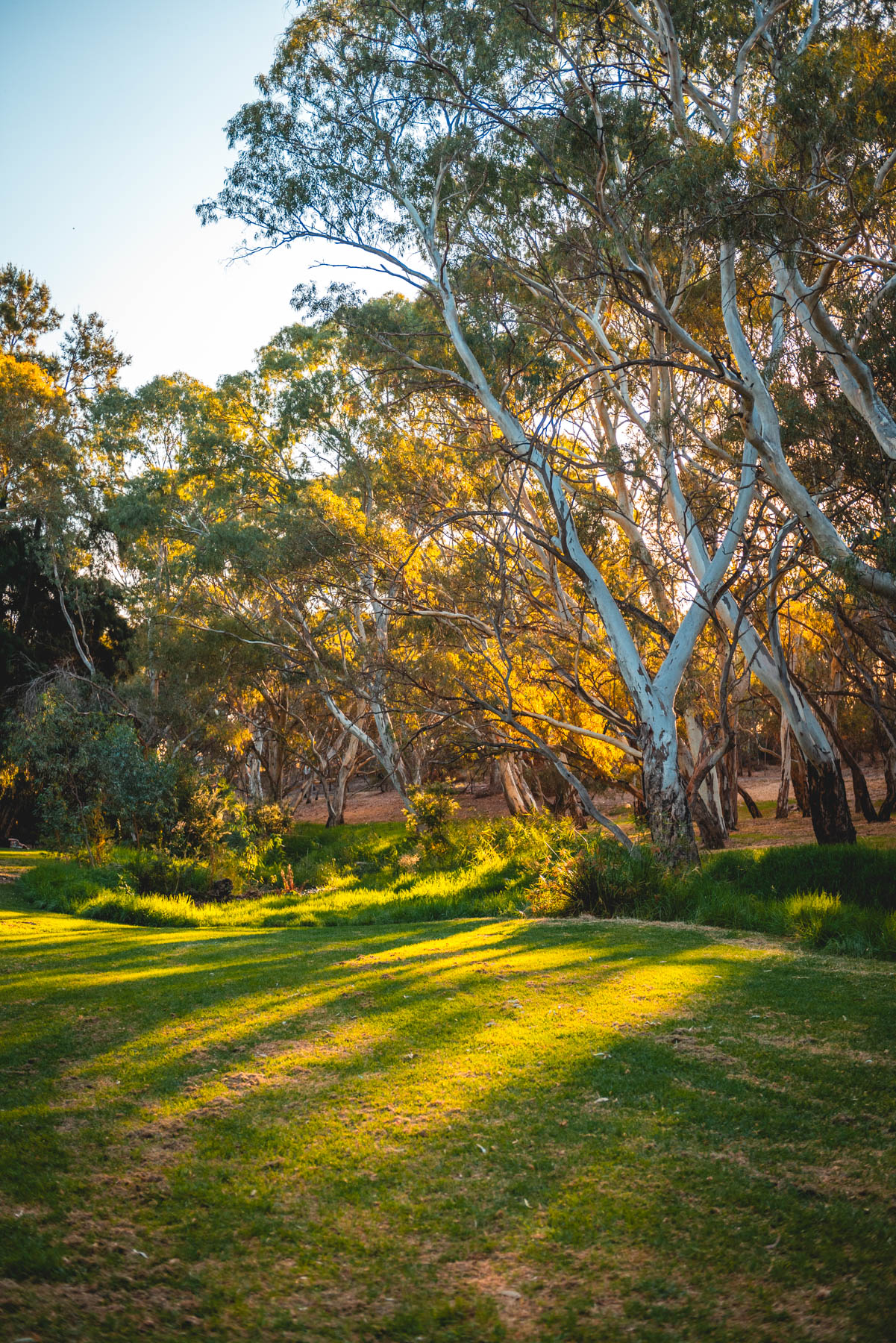 naina redhu, naina.co, Adelaide photographer, south Australia, felixstow reserve, landscape photographer, photographer, writer, experience collector, blogger, nature photographer, professional photographer, Australian, trees, lawn, lake, herbarium, Klemzig, Norwood payneham