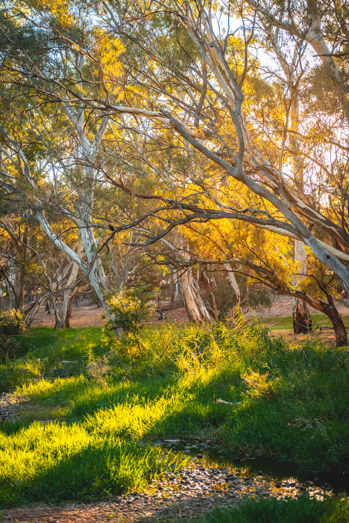 naina redhu, naina.co, Adelaide photographer, south Australia, felixstow reserve, landscape photographer, photographer, writer, experience collector, blogger, nature photographer, professional photographer, Australian, trees, lawn, lake, herbarium, Klemzig, Norwood payneham