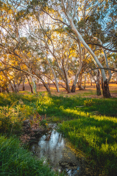 naina redhu, naina.co, Adelaide photographer, south Australia, felixstow reserve, landscape photographer, photographer, writer, experience collector, blogger, nature photographer, professional photographer, Australian, trees, lawn, lake, herbarium, Klemzig, Norwood payneham