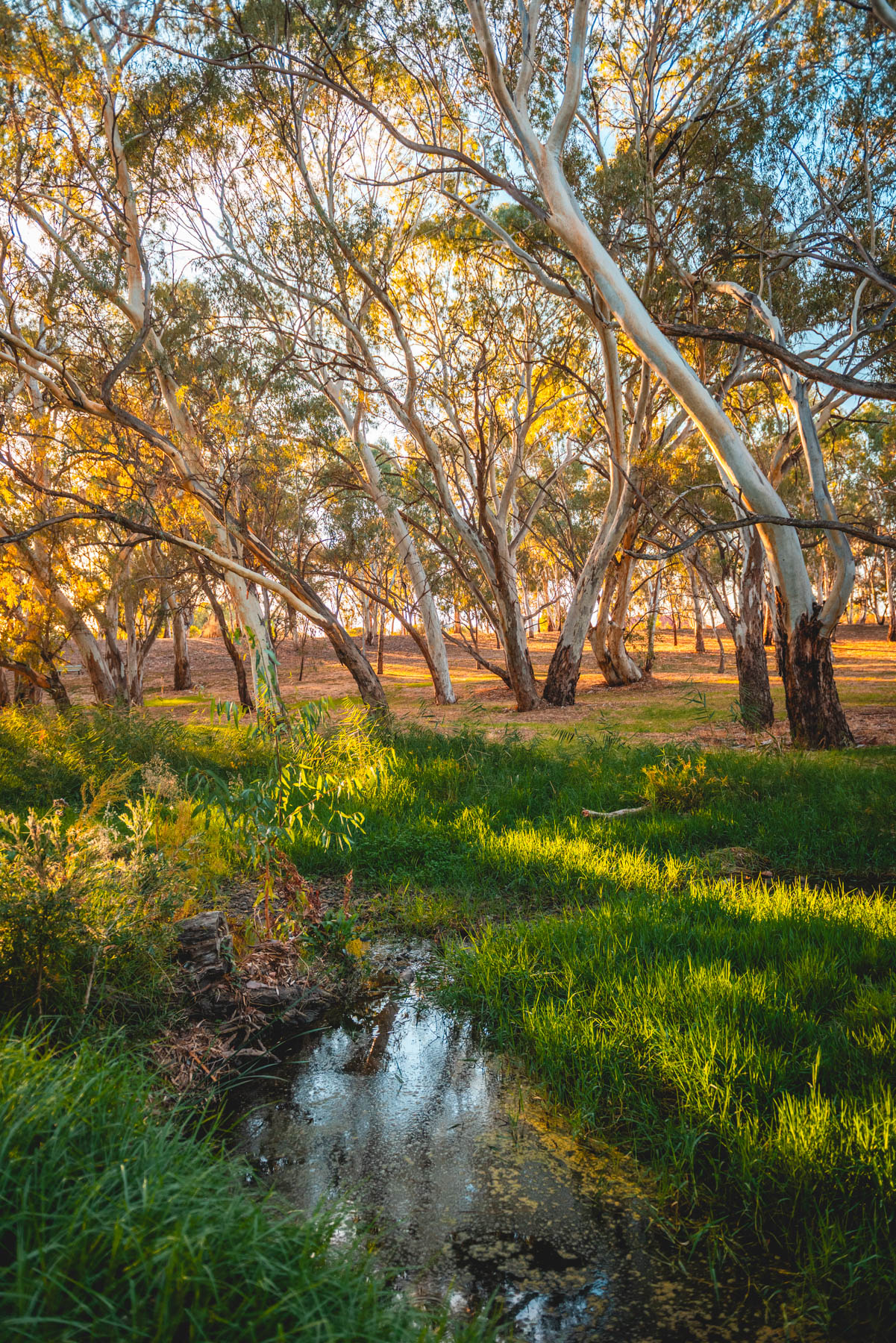 naina redhu, naina.co, Adelaide photographer, south Australia, felixstow reserve, landscape photographer, photographer, writer, experience collector, blogger, nature photographer, professional photographer, Australian, trees, lawn, lake, herbarium, Klemzig, Norwood payneham