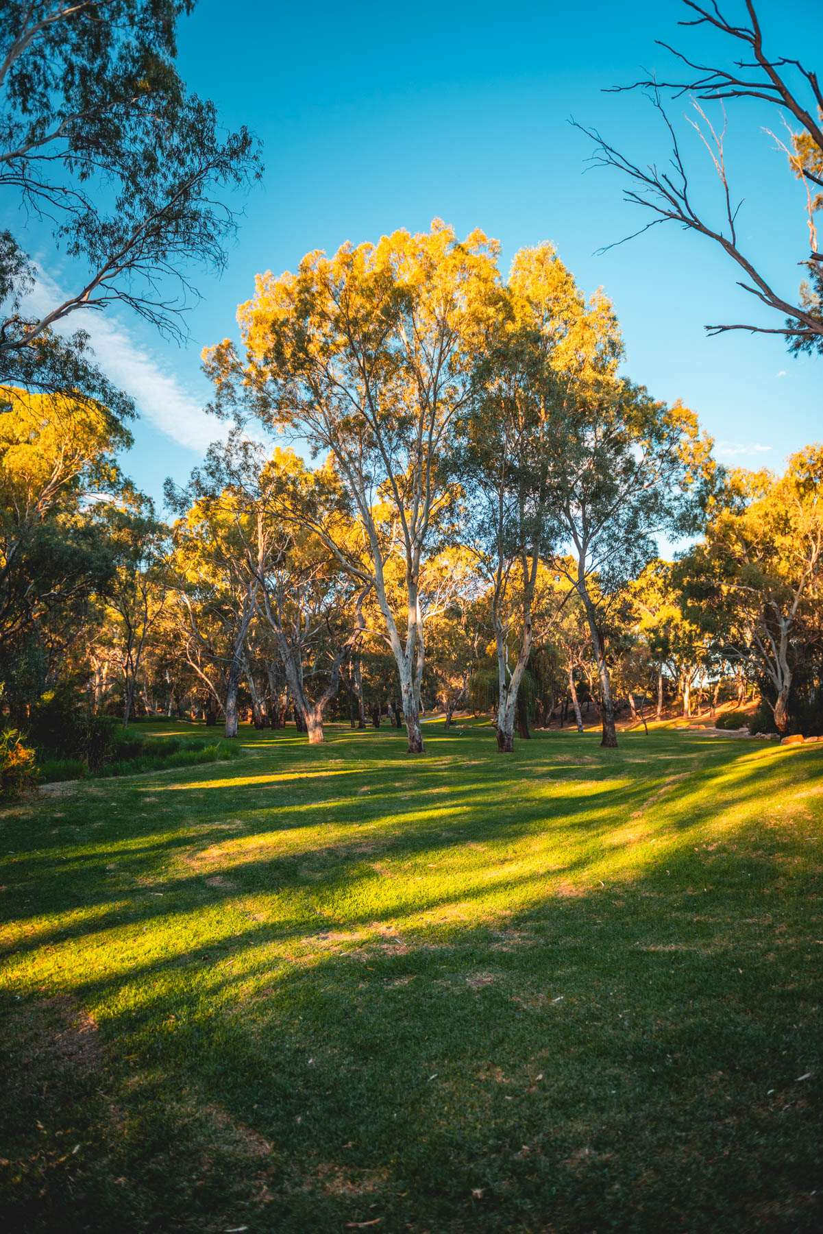 naina redhu, naina.co, Adelaide photographer, south Australia, felixstow reserve, landscape photographer, photographer, writer, experience collector, blogger, nature photographer, professional photographer, Australian, trees, lawn, lake, herbarium, Klemzig, Norwood payneham