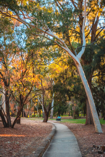 naina redhu, naina.co, Adelaide photographer, south Australia, felixstow reserve, landscape photographer, photographer, writer, experience collector, blogger, nature photographer, professional photographer, Australian, trees, lawn, lake, herbarium, Klemzig, Norwood payneham
