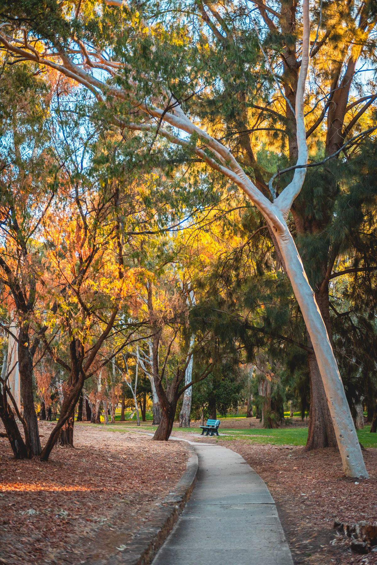 naina redhu, naina.co, Adelaide photographer, south Australia, felixstow reserve, landscape photographer, photographer, writer, experience collector, blogger, nature photographer, professional photographer, Australian, trees, lawn, lake, herbarium, Klemzig, Norwood payneham