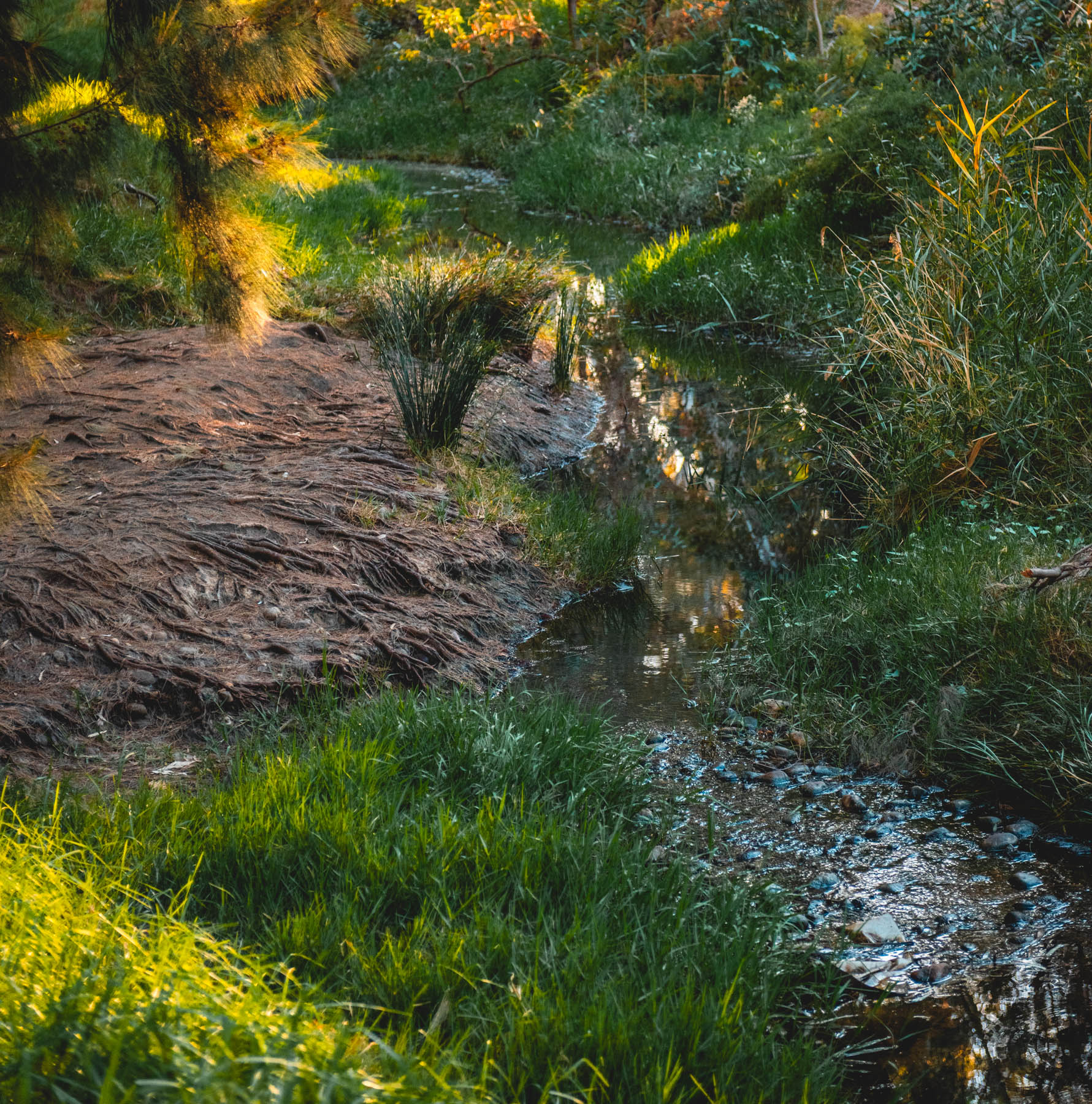 naina redhu, naina.co, Adelaide photographer, south Australia, felixstow reserve, landscape photographer, photographer, writer, experience collector, blogger, nature photographer, professional photographer, Australian, trees, lawn, lake, herbarium, Klemzig, Norwood payneham