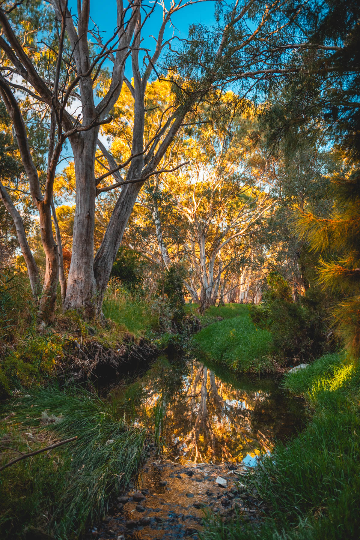 naina redhu, naina.co, Adelaide photographer, south Australia, felixstow reserve, landscape photographer, photographer, writer, experience collector, blogger, nature photographer, professional photographer, Australian, trees, lawn, lake, herbarium, Klemzig, Norwood payneham
