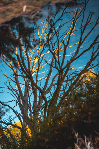 naina redhu, naina.co, Adelaide photographer, south Australia, felixstow reserve, landscape photographer, photographer, writer, experience collector, blogger, nature photographer, professional photographer, Australian, trees, lawn, lake, herbarium, Klemzig, Norwood payneham