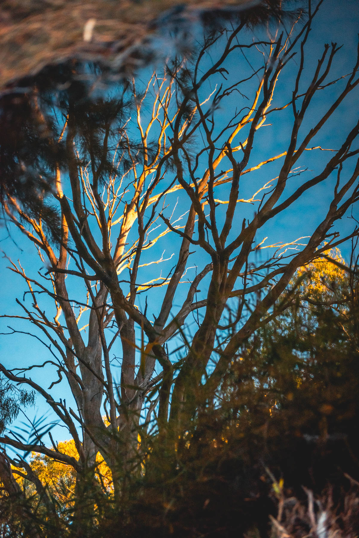 naina redhu, naina.co, Adelaide photographer, south Australia, felixstow reserve, landscape photographer, photographer, writer, experience collector, blogger, nature photographer, professional photographer, Australian, trees, lawn, lake, herbarium, Klemzig, Norwood payneham