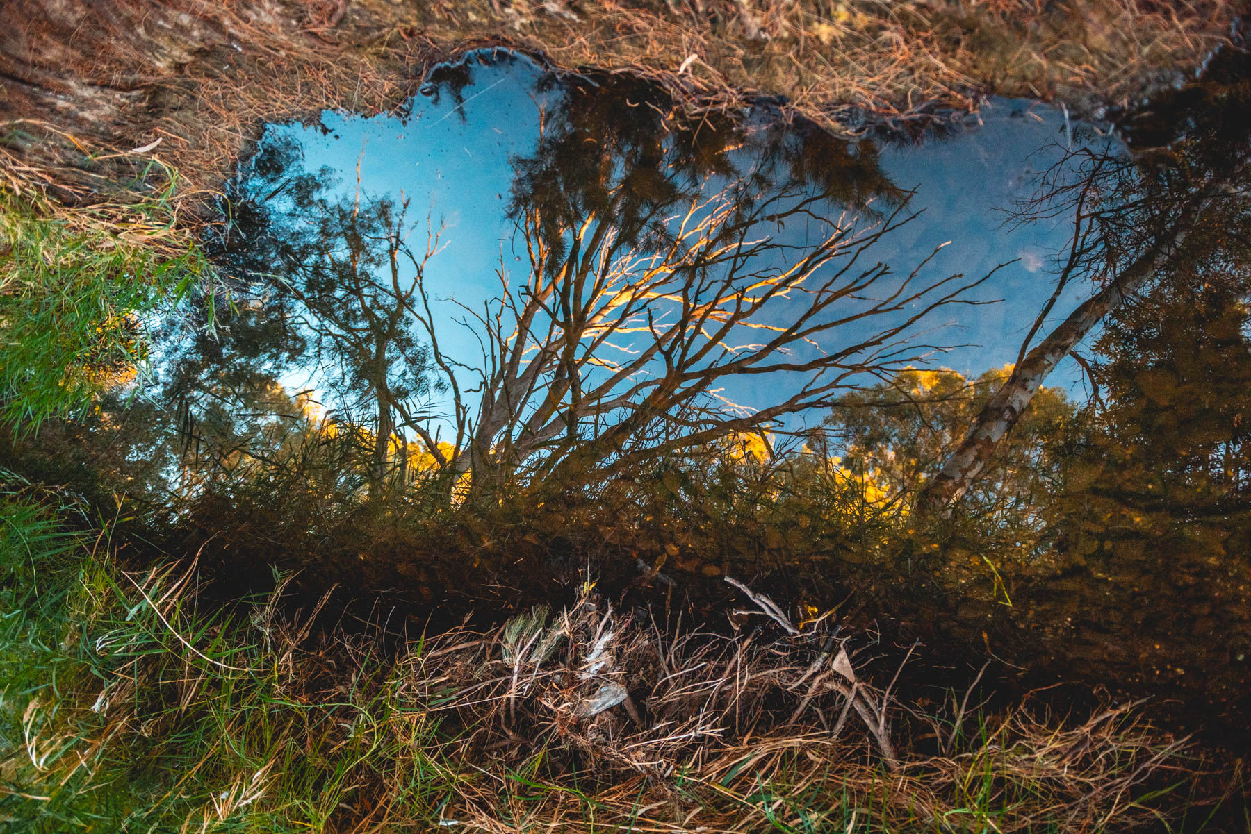 naina redhu, naina.co, Adelaide photographer, south Australia, felixstow reserve, landscape photographer, photographer, writer, experience collector, blogger, nature photographer, professional photographer, Australian, trees, lawn, lake, herbarium, Klemzig, Norwood payneham