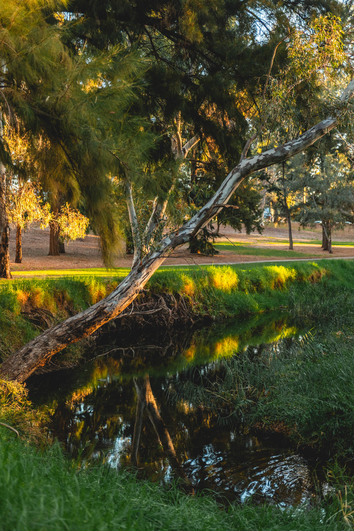 naina redhu, naina.co, Adelaide photographer, south Australia, felixstow reserve, landscape photographer, photographer, writer, experience collector, blogger, nature photographer, professional photographer, Australian, trees, lawn, lake, herbarium, Klemzig, Norwood payneham
