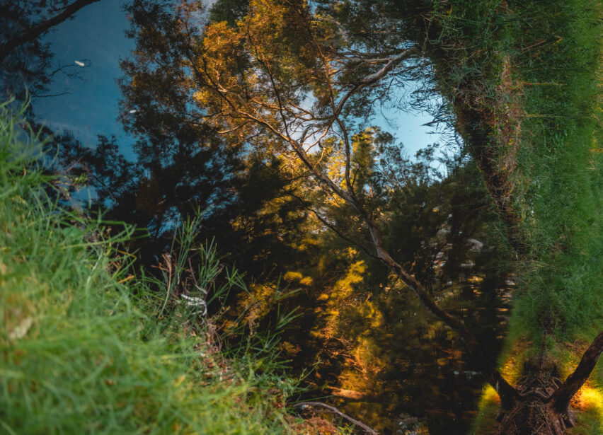 naina redhu, naina.co, Adelaide photographer, south Australia, felixstow reserve, landscape photographer, photographer, writer, experience collector, blogger, nature photographer, professional photographer, Australian, trees, lawn, lake, herbarium, Klemzig, Norwood payneham