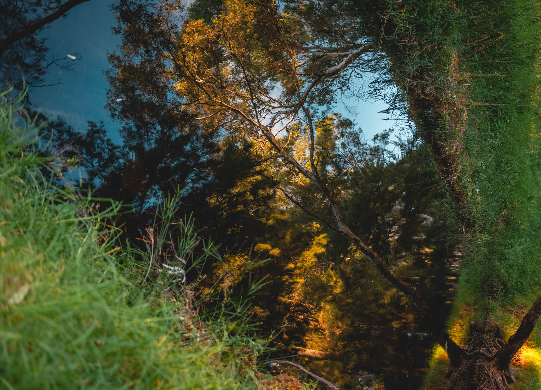 naina redhu, naina.co, Adelaide photographer, south Australia, felixstow reserve, landscape photographer, photographer, writer, experience collector, blogger, nature photographer, professional photographer, Australian, trees, lawn, lake, herbarium, Klemzig, Norwood payneham