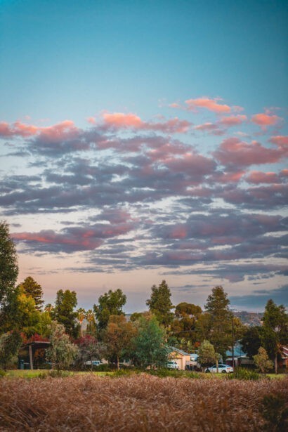 naina redhu, naina.co, Adelaide photographer, south Australia, felixstow reserve, landscape photographer, photographer, writer, experience collector, blogger, nature photographer, professional photographer, Australian, trees, lawn, lake, herbarium, Klemzig, Norwood payneham