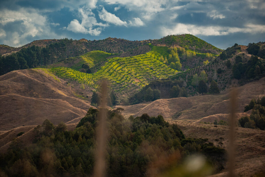 naina redhu, naina.co, new zealand, auckland, HW22, state highway 22, hills, meadows, drive, driving, road-trip, tourism, travel photographer, farmland, self portraits, writer, blogger, experience collector, Adelaide photographer