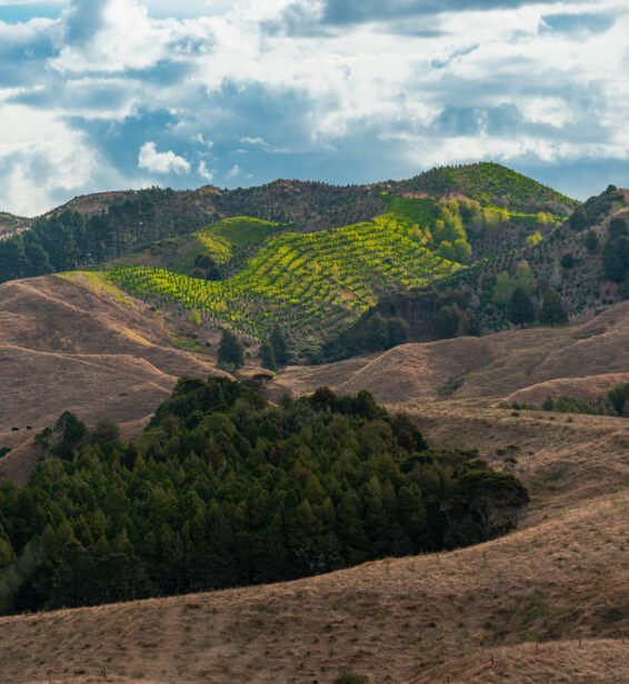 naina redhu, naina.co, new zealand, auckland, HW22, state highway 22, hills, meadows, drive, driving, road-trip, tourism, travel photographer, farmland, self portraits, writer, blogger, experience collector, Adelaide photographer