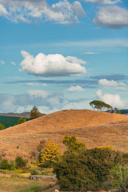 naina redhu, naina.co, new zealand, auckland, HW22, state highway 22, hills, meadows, drive, driving, road-trip, tourism, travel photographer, farmland, self portraits, writer, blogger, experience collector, Adelaide photographer