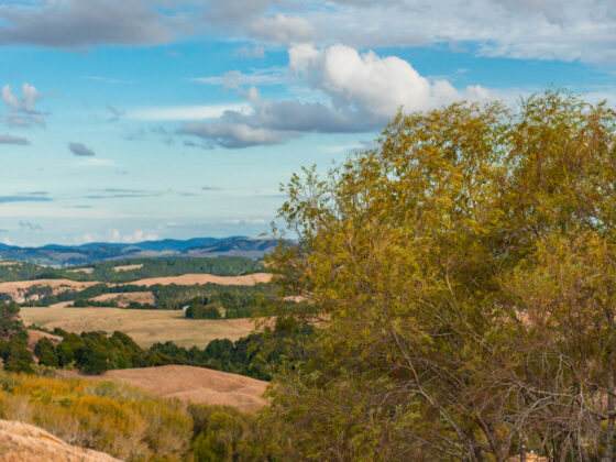 naina redhu, naina.co, new zealand, auckland, HW22, state highway 22, hills, meadows, drive, driving, road-trip, tourism, travel photographer, farmland, self portraits, writer, blogger, experience collector, Adelaide photographer