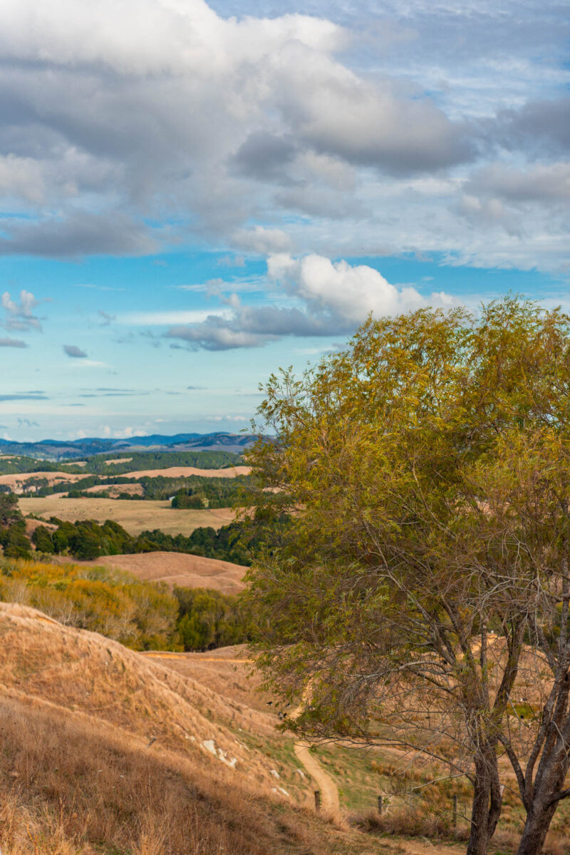 naina redhu, naina.co, new zealand, auckland, HW22, state highway 22, hills, meadows, drive, driving, road-trip, tourism, travel photographer, farmland, self portraits, writer, blogger, experience collector, Adelaide photographer