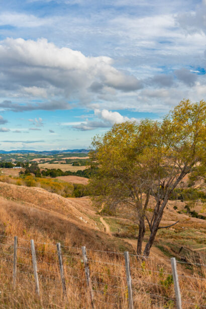 naina redhu, naina.co, new zealand, auckland, HW22, state highway 22, hills, meadows, drive, driving, road-trip, tourism, travel photographer, farmland, self portraits, writer, blogger, experience collector, Adelaide photographer