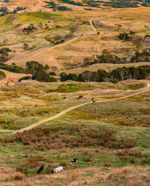 naina redhu, naina.co, new zealand, auckland, HW22, state highway 22, hills, meadows, drive, driving, road-trip, tourism, travel photographer, farmland, self portraits, writer, blogger, experience collector, Adelaide photographer
