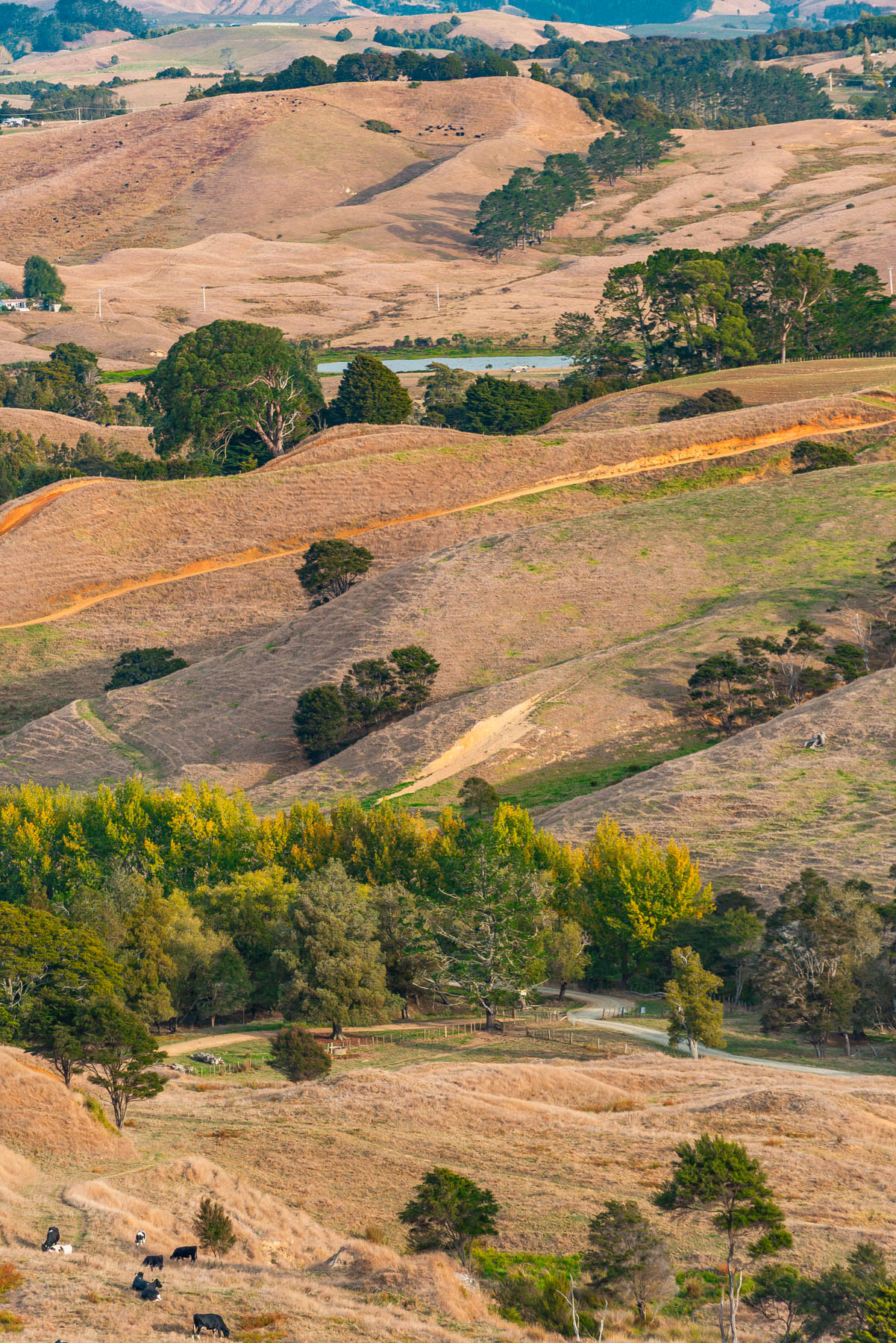 naina redhu, naina.co, new zealand, auckland, HW22, state highway 22, hills, meadows, drive, driving, road-trip, tourism, travel photographer, farmland, self portraits, writer, blogger, experience collector, Adelaide photographer