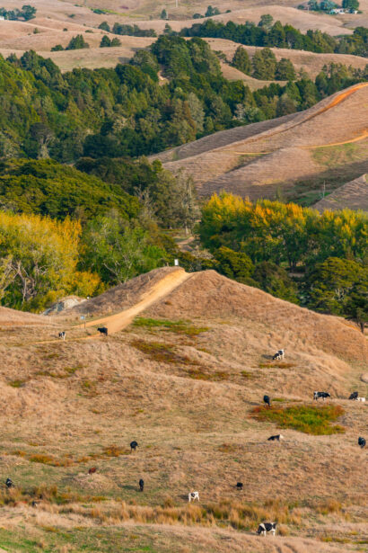 naina redhu, naina.co, new zealand, auckland, HW22, state highway 22, hills, meadows, drive, driving, road-trip, tourism, travel photographer, farmland, self portraits, writer, blogger, experience collector, Adelaide photographer