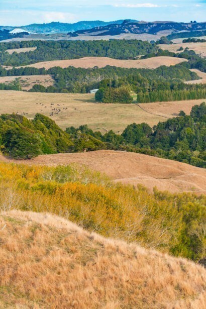 naina redhu, naina.co, new zealand, auckland, HW22, state highway 22, hills, meadows, drive, driving, road-trip, tourism, travel photographer, farmland, self portraits, writer, blogger, experience collector, Adelaide photographer