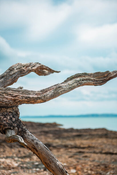 naina redhu, naina.co, new zealand, auckland, waitawa, mataitai bay, shells, beach, reserve, tourism, travel photographer, ocean, self portraits, writer, blogger, experience collector, Adelaide photographer, jetty, pier, waves, forest, east coast