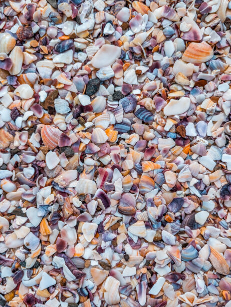 naina redhu, naina.co, new zealand, auckland, waitawa, mataitai bay, shells, beach, reserve, tourism, travel photographer, ocean, self portraits, writer, blogger, experience collector, Adelaide photographer, jetty, pier, waves, forest, east coast