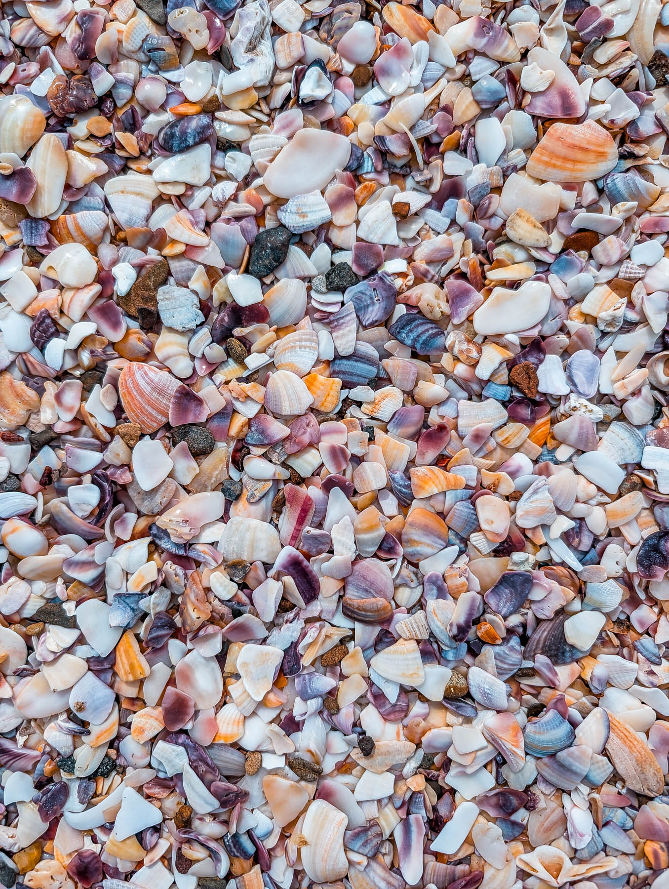 naina redhu, naina.co, new zealand, auckland, waitawa, mataitai bay, shells, beach, reserve, tourism, travel photographer, ocean, self portraits, writer, blogger, experience collector, Adelaide photographer, jetty, pier, waves, forest, east coast