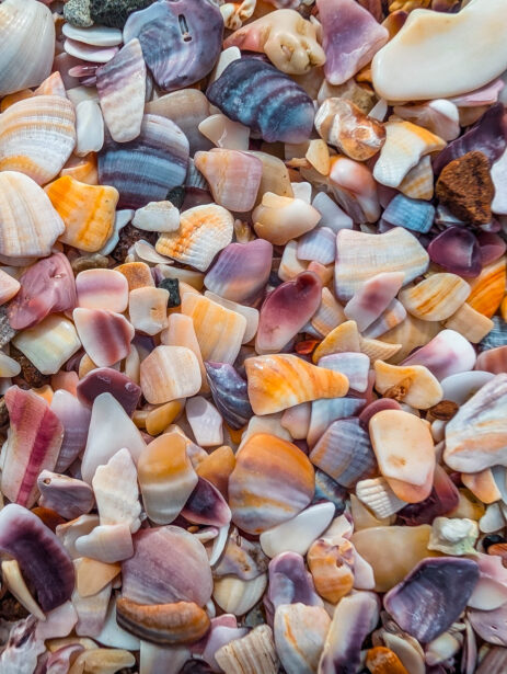 naina redhu, naina.co, new zealand, auckland, waitawa, mataitai bay, shells, beach, reserve, tourism, travel photographer, ocean, self portraits, writer, blogger, experience collector, Adelaide photographer, jetty, pier, waves, forest, east coast