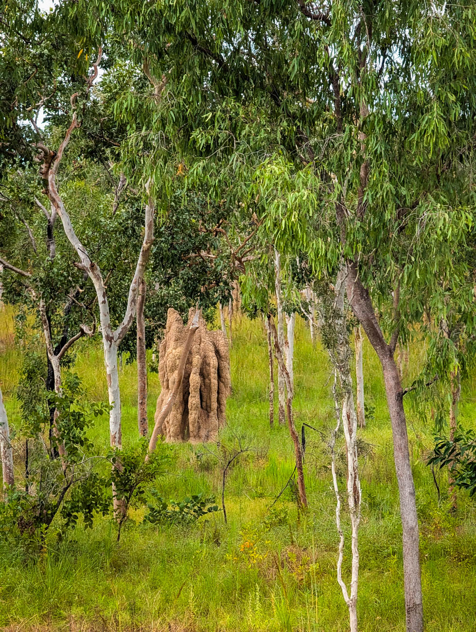 naina redhu, naina.co. journey beyond rail, the ghan, nitmiluk gorge cruise, boat, Australia, Australian countryside, by train, rail journeys, travel photographer, locomotive, write, blogger, experience collector, aboriginal land, Adelaide photographer, northern territory, Katherine, North Australia, off train experiences, great southern rail, Australian tourism, Darwin, Adelaide, South Australia, Tourism, Journey Beyond, Luxury Travel, hospitality