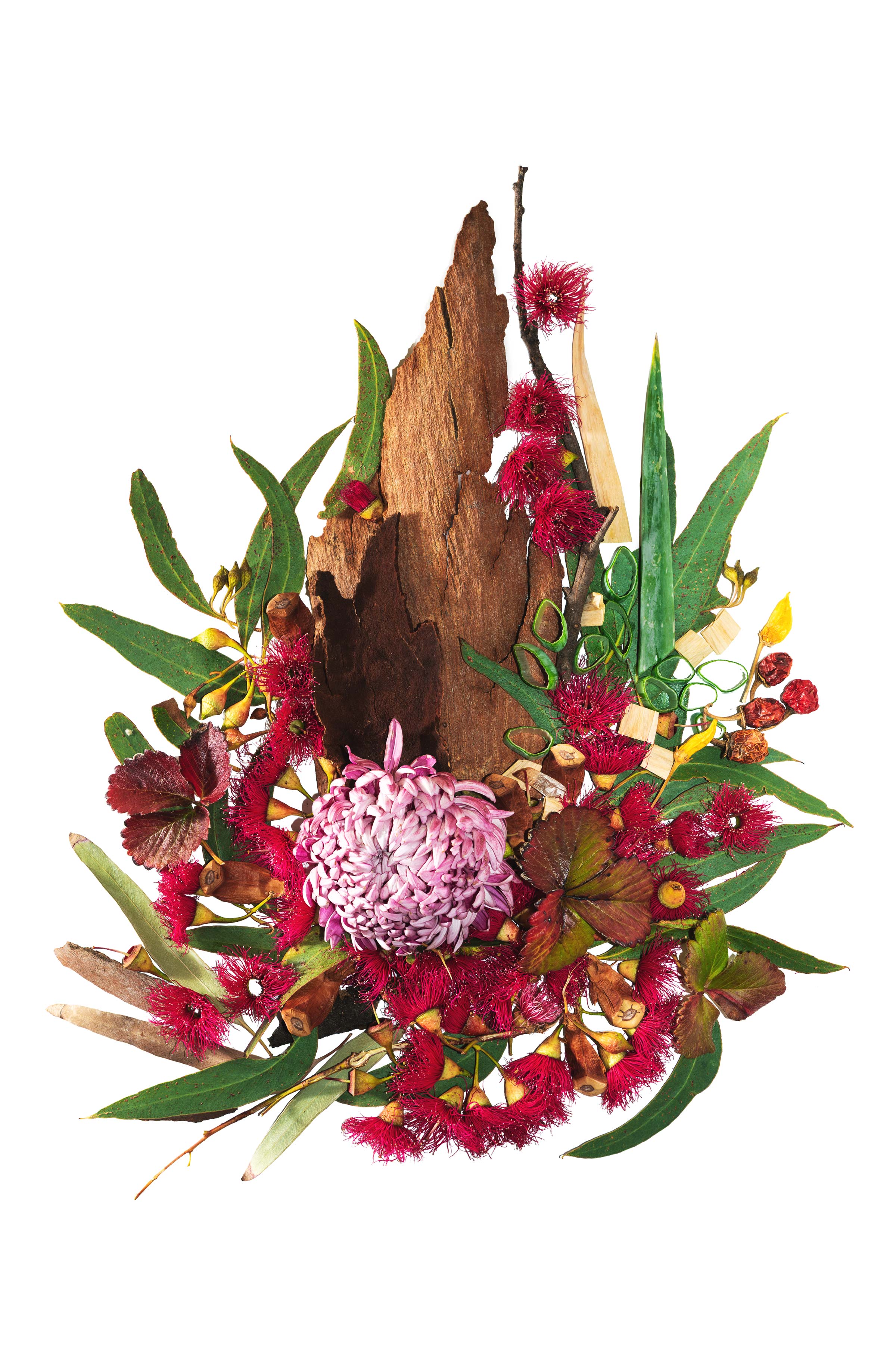 South Australian Flora