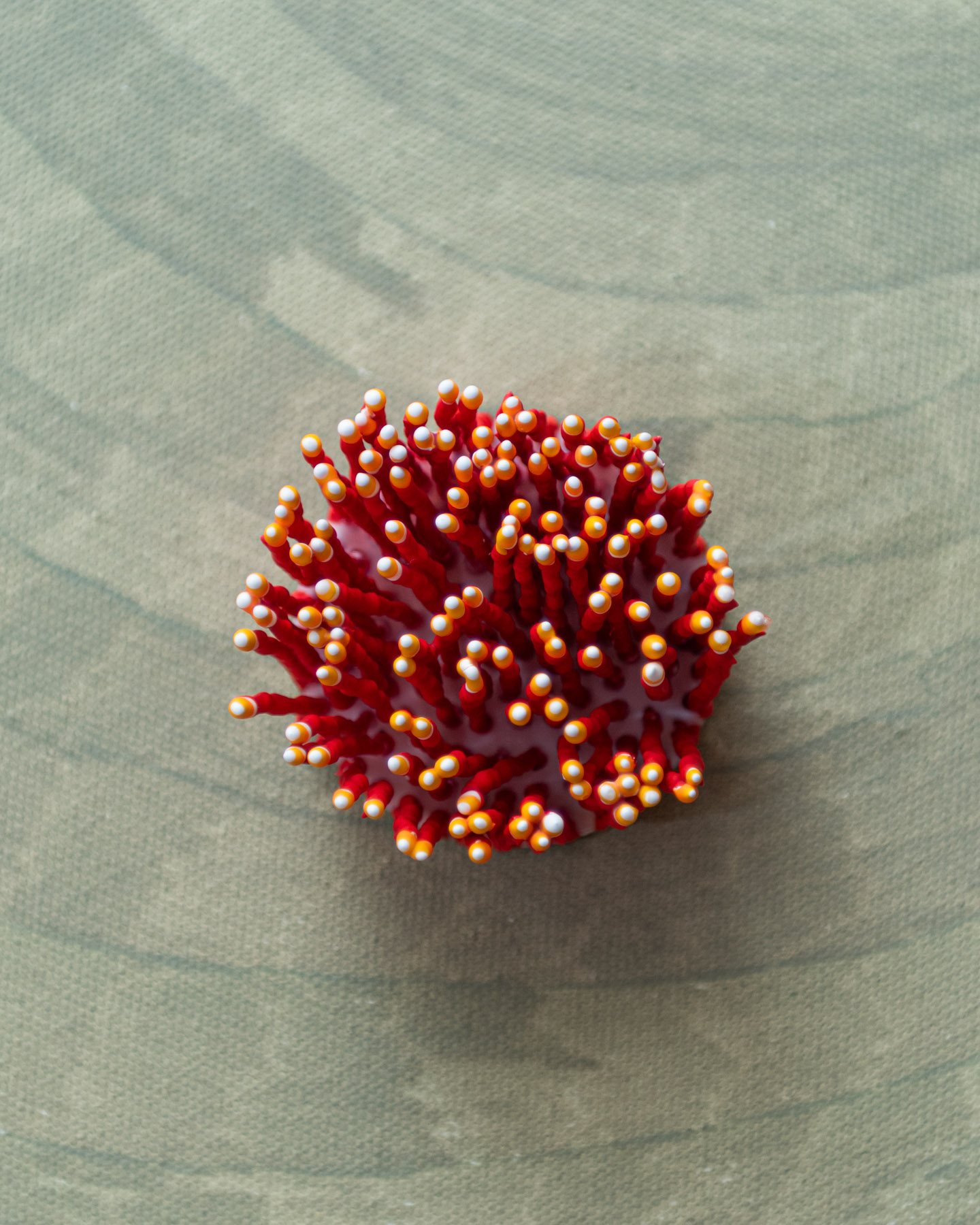 Merawa, 2026. Anthesis Series. Wearable Art Brooch - Image 10