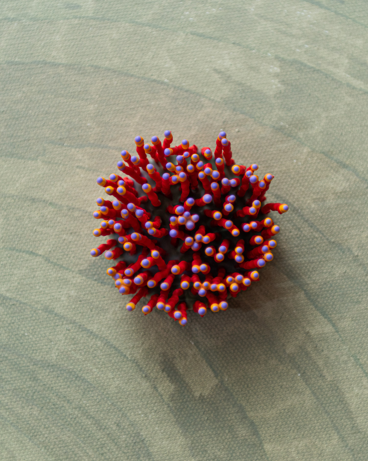 Sylune, 2026. Anthesis Series. Wearable Art Brooch - Image 10